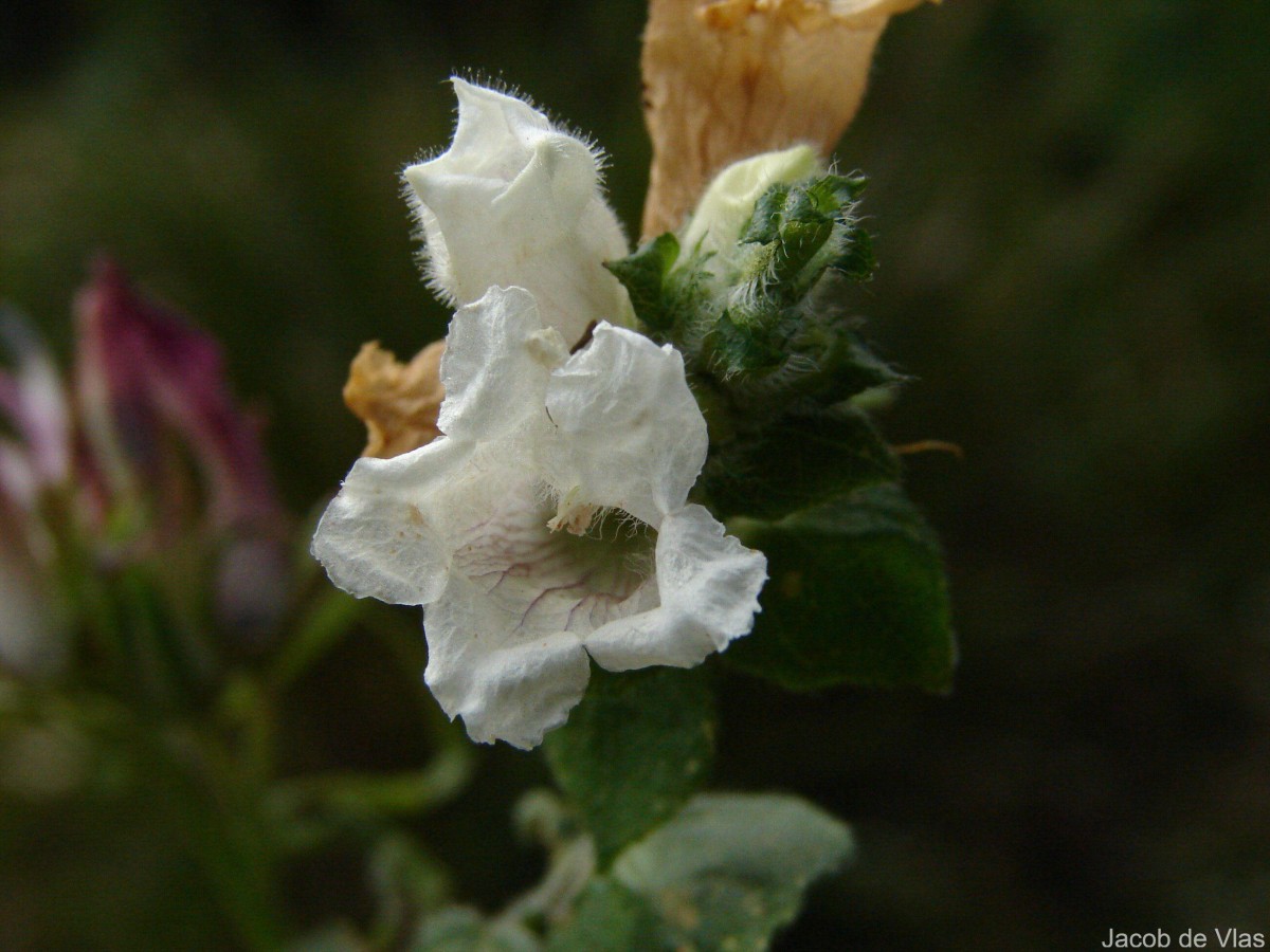 Strobilanthes anceps Nees